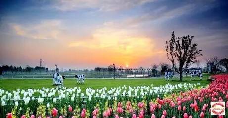 2017年10月3-6日荷蘭花海-陽澄湖大閘蟹-沙家浜-錢塘江大潮-丹頂鶴自然保護區(qū)四日游招募_旅游_網(wǎng)