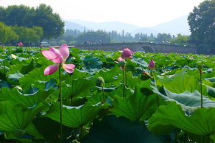 西安出發(fā)華東六市 沙家浜 周莊 南潯 耦園雙飛6日跟團(tuán)游 沙家浜 耦園 特別安排江南一絕乾隆御茶宴