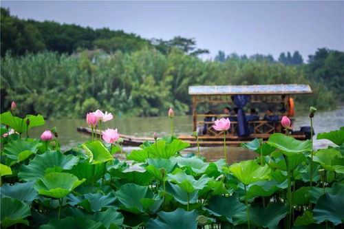 你心動(dòng)的,都在這 沙家浜景區(qū)在四季與你訴說(shuō) 她 的故事